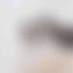 Hundefotografie Kassel mit Fotostudio