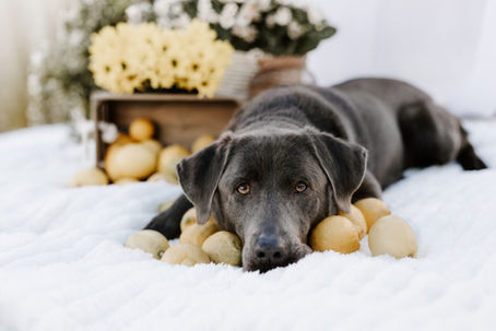 Hundefotografie Kassel – Arya beim Zitronen-Shooting in Kassel– Nadine Priester