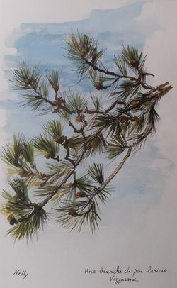 détail d'un pin Laricio