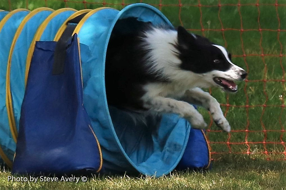 Dog Training Uxbridge Canine Academy Uxbridge
