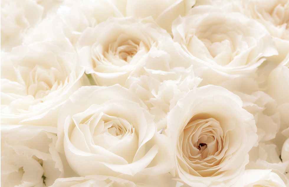 White rose background.png