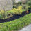 Thumbnail: PAS 100 Mulch/ Soil Improver