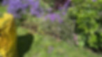 Thumbnail: Regular Maintenance Plans & General Gardening