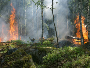 Preventing forest fires
