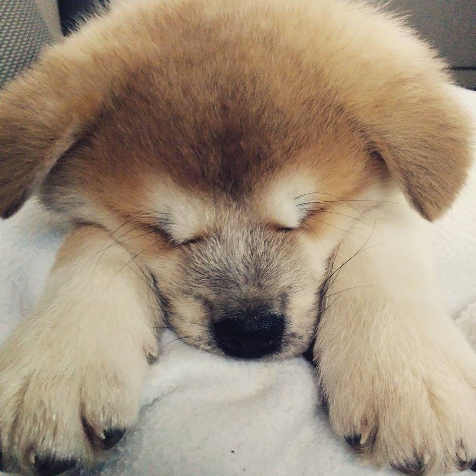 Hachi 2 mois