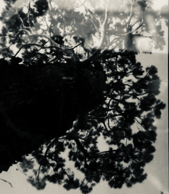 without solution 19.GIF