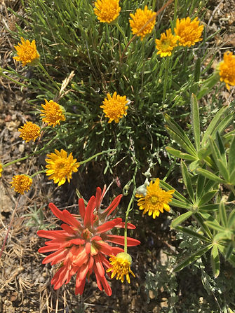 IMG_1608.jpeg