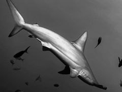 Shark Underwater Photograohy #ProShotCase