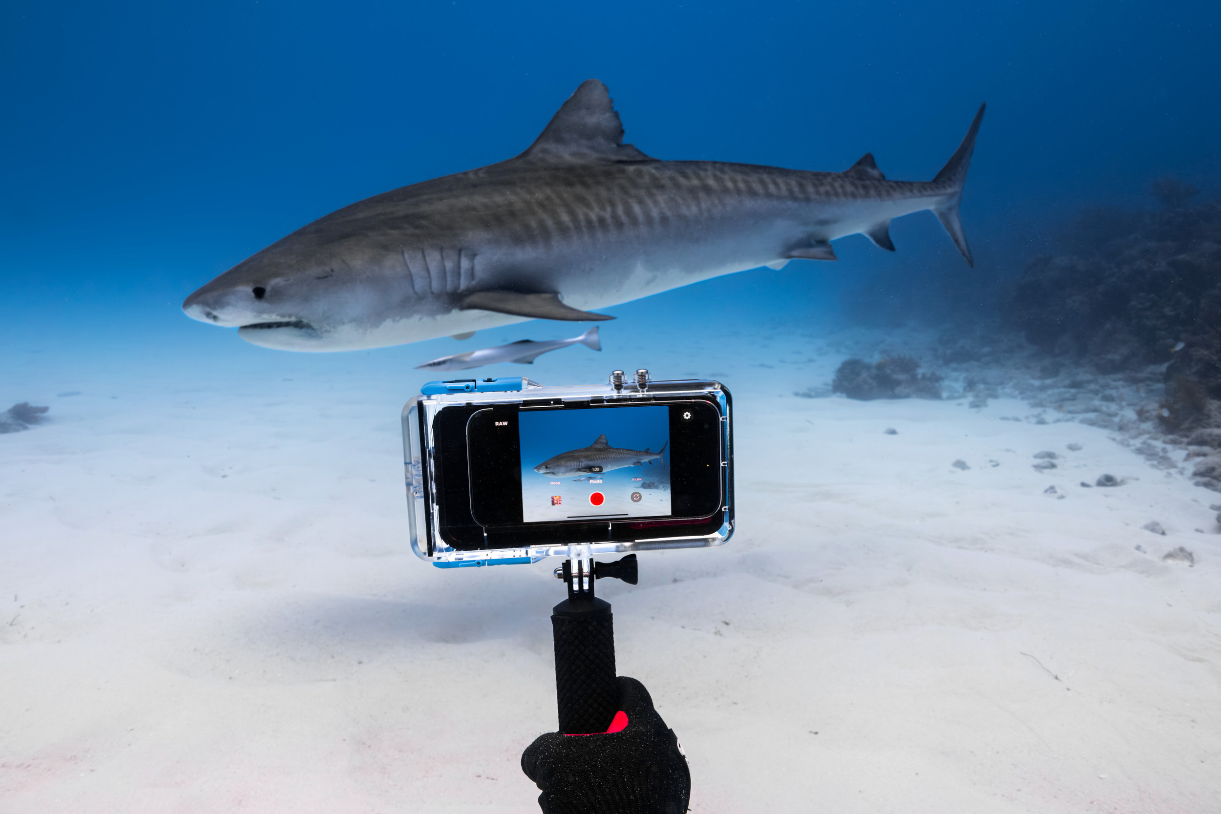 ProShotCase Dive Case 130 ft Waterproof iPhone Housing ProShotCase Dive Case 130 ft Waterproof iPhone Housing