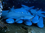 Shark Cuddles- Shot using the ProShotCase