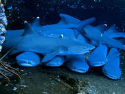 Shark Cuddles- Shot using the ProShotCase