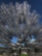 ree