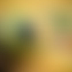 Conferência Nordeste Feminina começa nesta quinta (17/out)