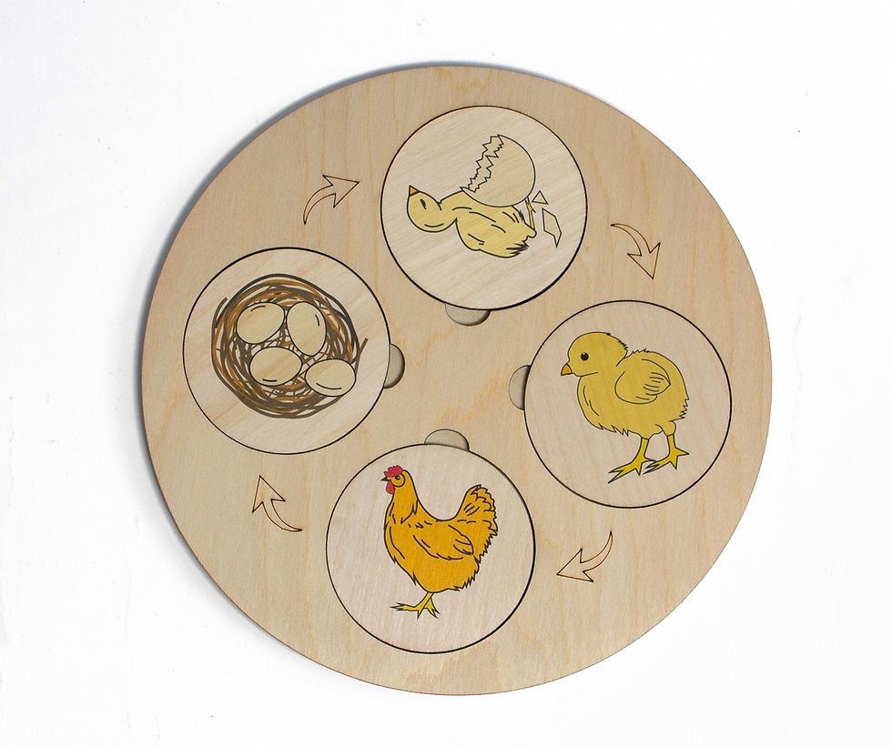 תמונה ממוזערת: סט של 6 מחזורי חיים