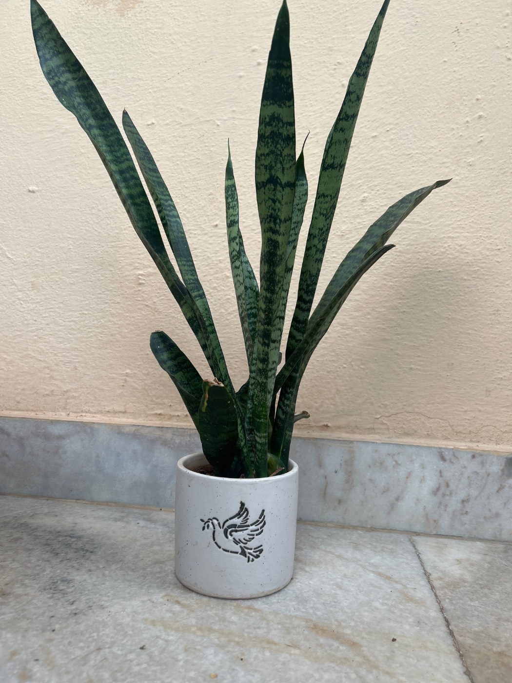 Healthy Snake Plant (నాగదంతం) for sale in Habsiguda