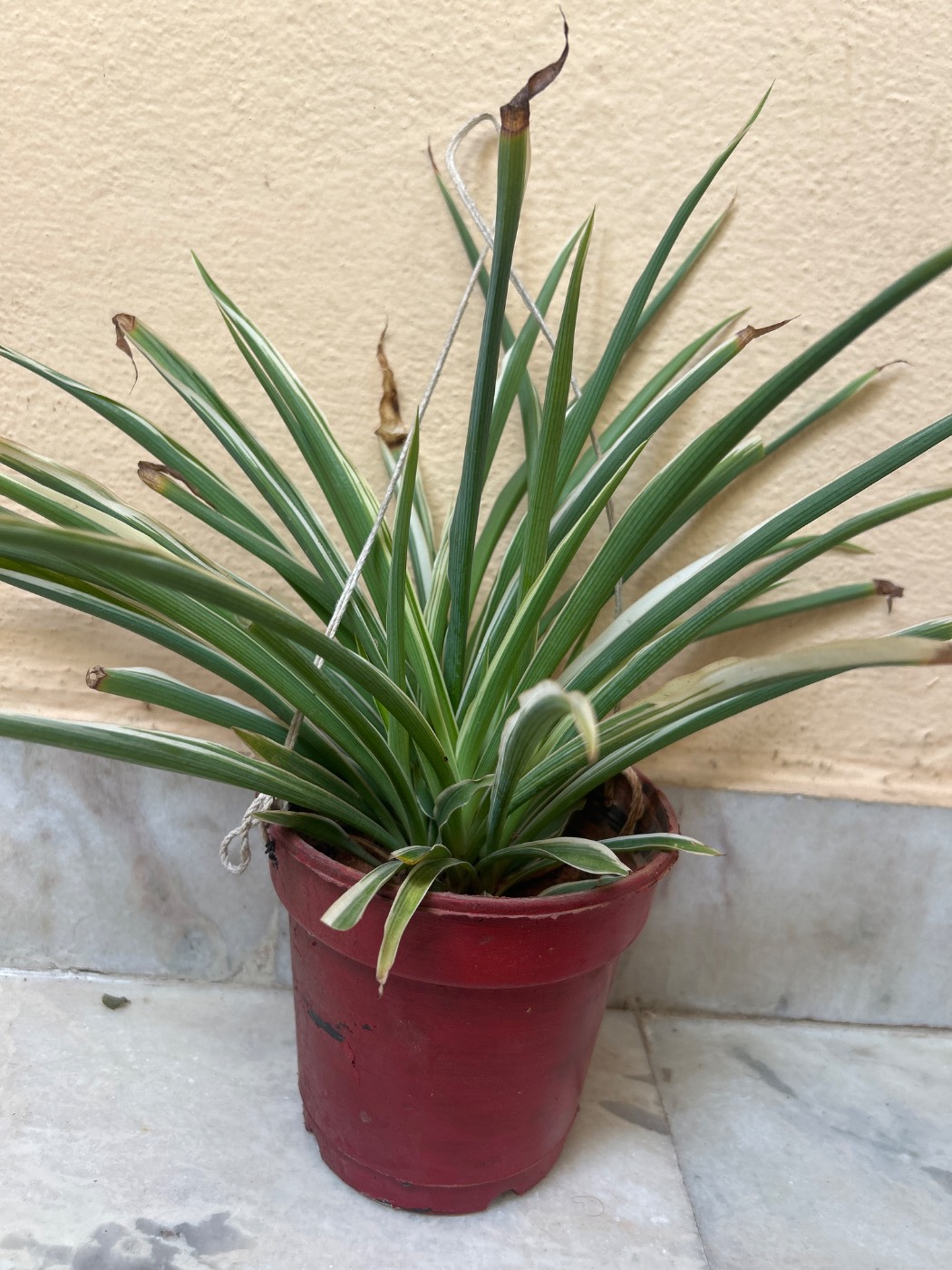 Spider Plant (స్పైడర్ ప్లాంట్) for sale in Habsiguda