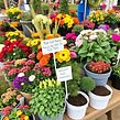 mum fall plants fundraiser.jpg