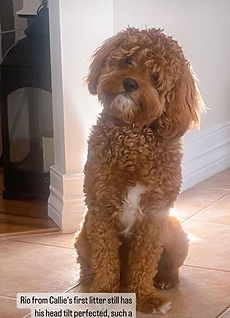 Cute cavoodle puppy with his head tilted 