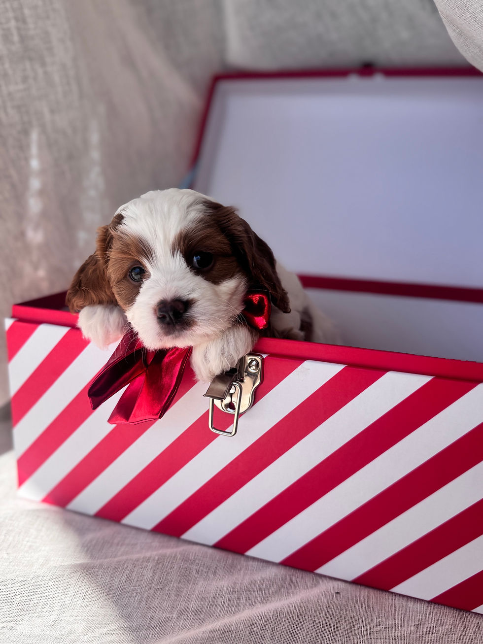 The Blooming puppies photo updates! 