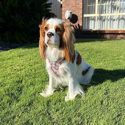 King Charles Cavalier