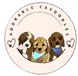 Adorable Cavoodles logo showing 3 beautiful red cavoodle puppies