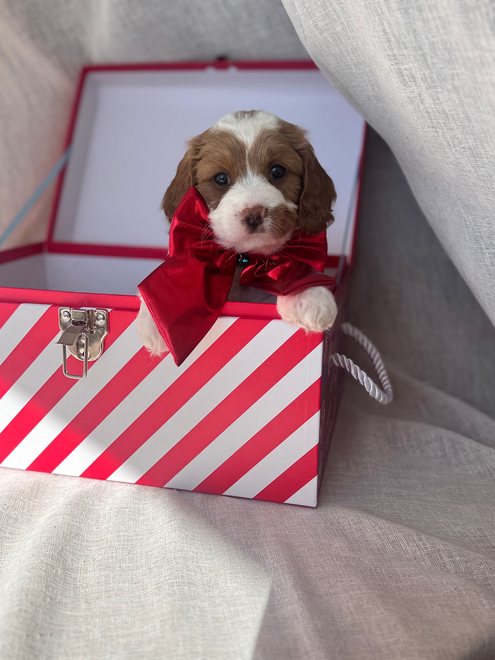 Myrtle, who is keeping her name ! Coincidentally is has a special meaning to her family, a meant to be moment!