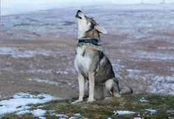 larger wolf.jpg