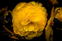 2R1A5673