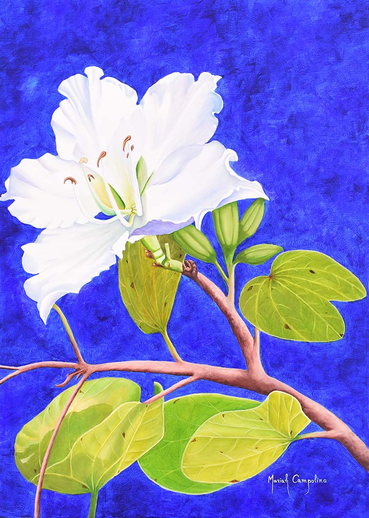 PATA DE VACA BRANCA IV (FRENTE) (70x50cm)