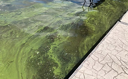 Green Harmful Algal Bloom on Honeoye Lake