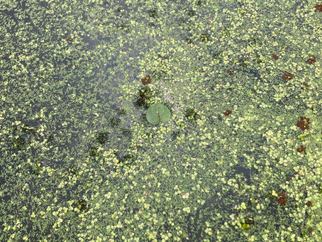 Tuesday July 2, 2024 Honeoye Lake Water Quality. Have a great 4th of July holiday at Honeoye Lake!