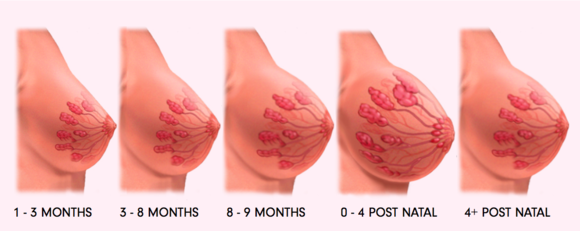 breast-size-chart-clear-breast-changes-in-pregnancy.png.webp