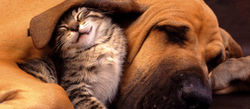 Curiosidades de los gatos
