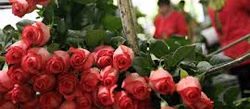 China celebra el San Valentín con rosas ecuatorianas