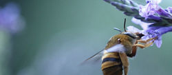 Se reducen los insectos polinizadores en todo el mundo