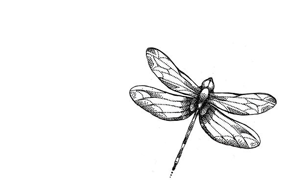 DRAGONFLY_edited.jpg