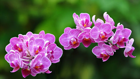free-orchids-colors-exotic-flower-wallpa