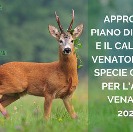 APPROVATI IL PIANO DI PRELIEVO E IL CALENDARIO VENATORIO DELLA SPECIE CAPRIOLO PER L'ANNATA VENATORIA 2026-27