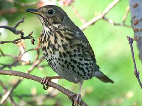 CCT: RICHIAMI VIVI..  A CHE PUNTO SIAMO??