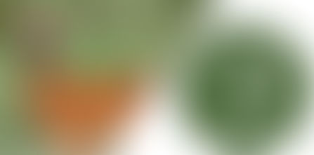 CCT: CACCIA DI SELEZIONE AL CAPRIOLO e CINGHIALE – I PRINCIPALI CONTENUTI  DELLE DELIBERE