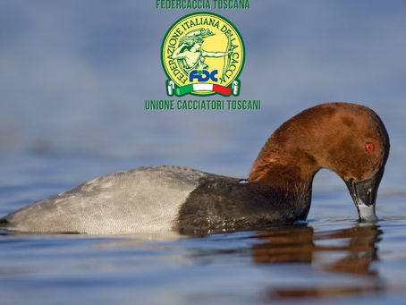 PIANO DI GESTIONE MORIGLIONE: SANCITO L’ACCORDO IN CONFERENZA STATO REGIONI