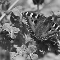 small-tortoiseshell-5175060_1920_edited.