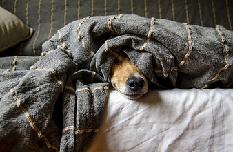 dogs-5021084_1280.jpg