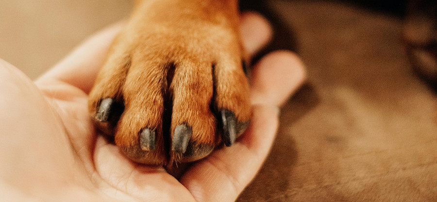 pexels-julianemonarifotografia-20195994.jpg