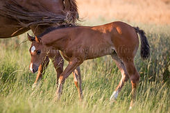 Howtogetawaywithlazy - RB-Shohorses