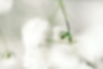 chris-lee-70l1tDAI6rM-unsplash_edited.jpg