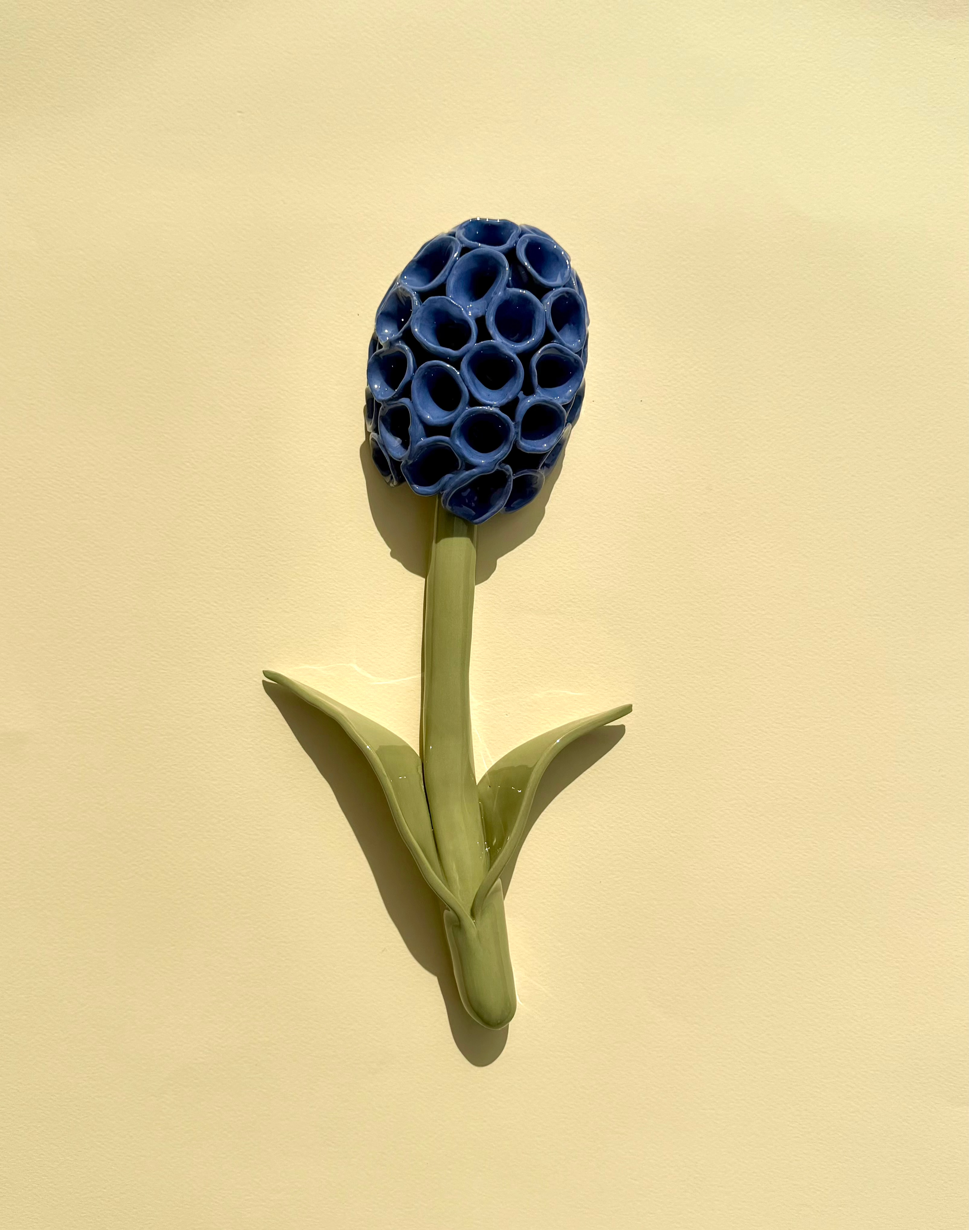Wandblume Hyazinthe