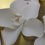 Thumbnail: Single Natural Porcelain Gardenia Bloom