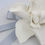 Thumbnail: Single Natural Porcelain Gardenia Bloom