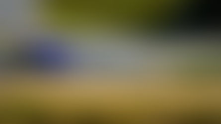 Petit Le Mans - P4 roundup